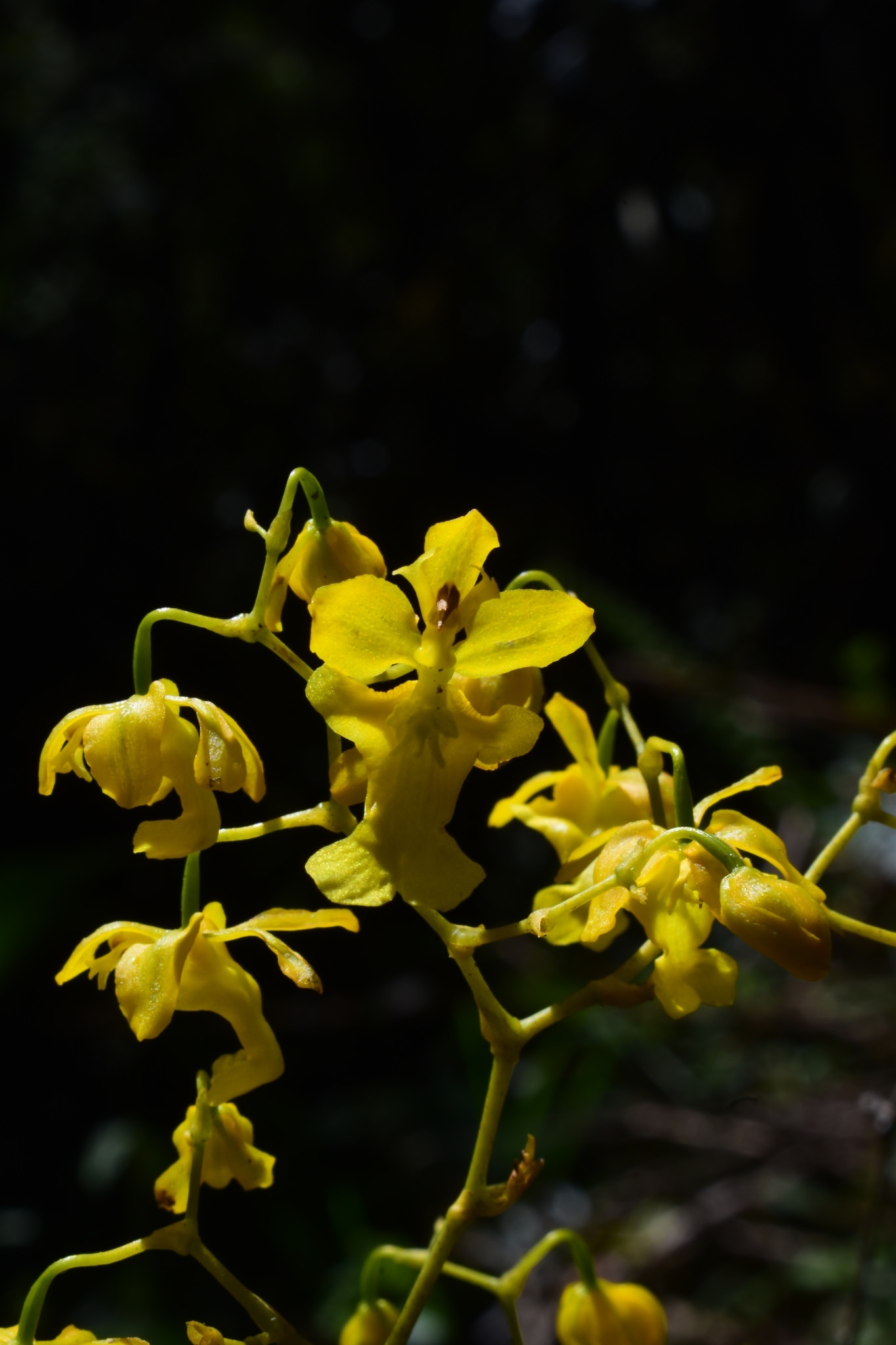 Oncidium sphacellatum alba